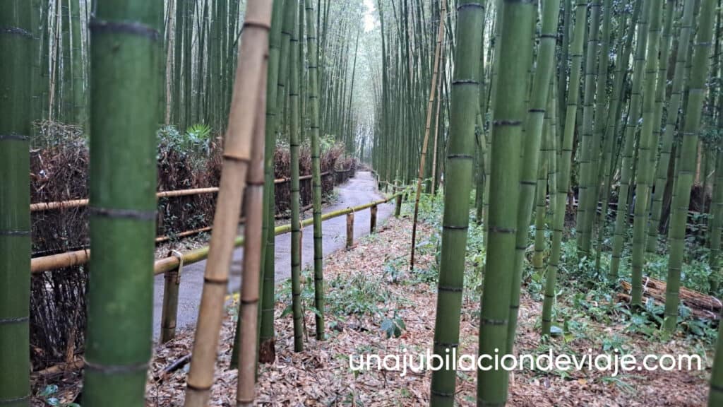 Qué ver y hacer en Kioto Qué ver y hacer en Kioto